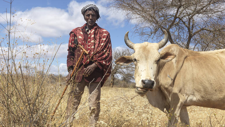 Elimule mit einer seiner Kühe im trockenen Gras