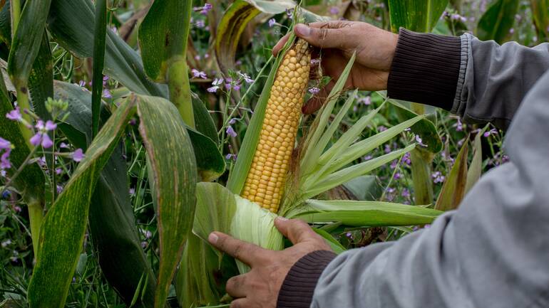 Jemand – man sieht nur Hände und Arme – prüft den Reifezustand eines Maiskolbens direkt an der Pflanze.