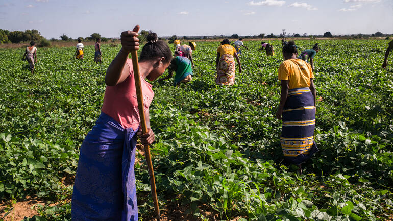 Frauen aus Madagaskar bei der gemeinsamen Feldarbeit. Frauen aus Madagaskar bei der gemeinsamen Feldarbeit.