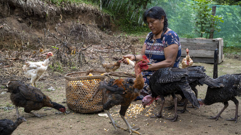 Eine Bäuerin aus Peru füttert ihre Hühner.