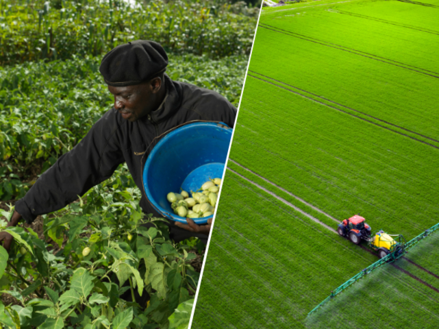 Rodget Ukuna aus dem Kongo beim Ernten von Auberginen (links), ein agrarindustriell betriebenes Feld eines Großbetriebes (rechts).