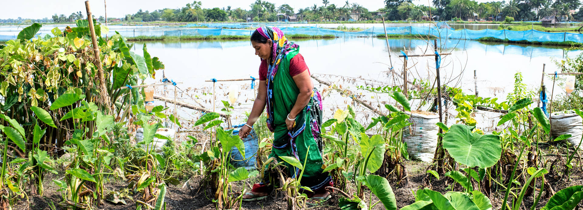 Frau im Gemüsegarten Frau im Gemüsegarten