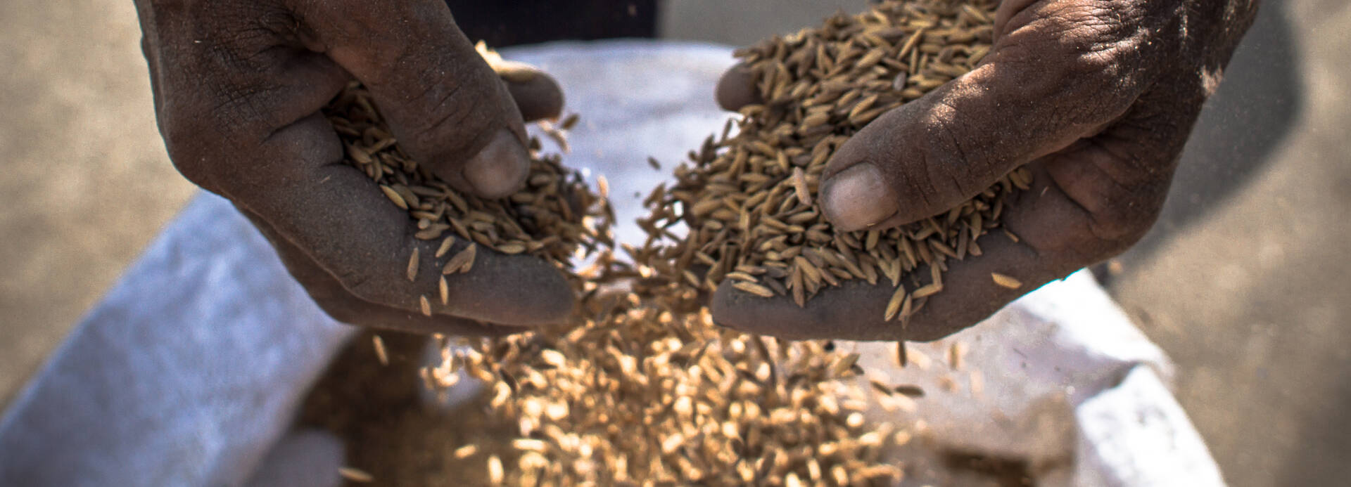 Ein Mann lässt Getreide aus seinen Händen zurück in einen Sack rieseln. Ein Mann lässt Getreide aus seinen Händen zurück in einen Sack rieseln.