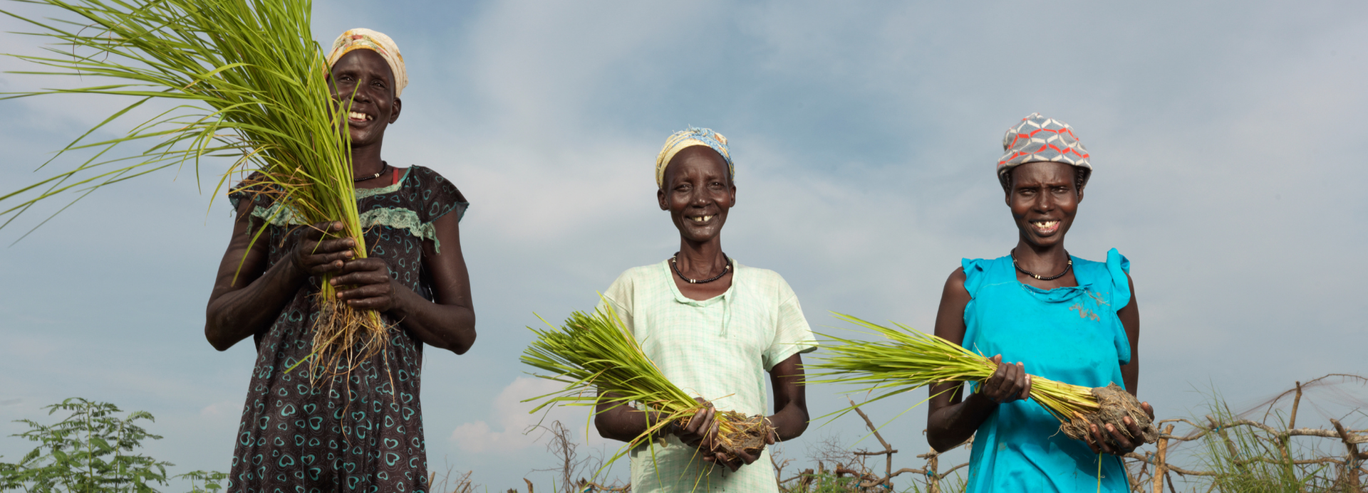 Drei Frauen lächeln nebeneinander in einem Reisfeld stehend in die Kamera und halten Reispflanzen in den Händen.