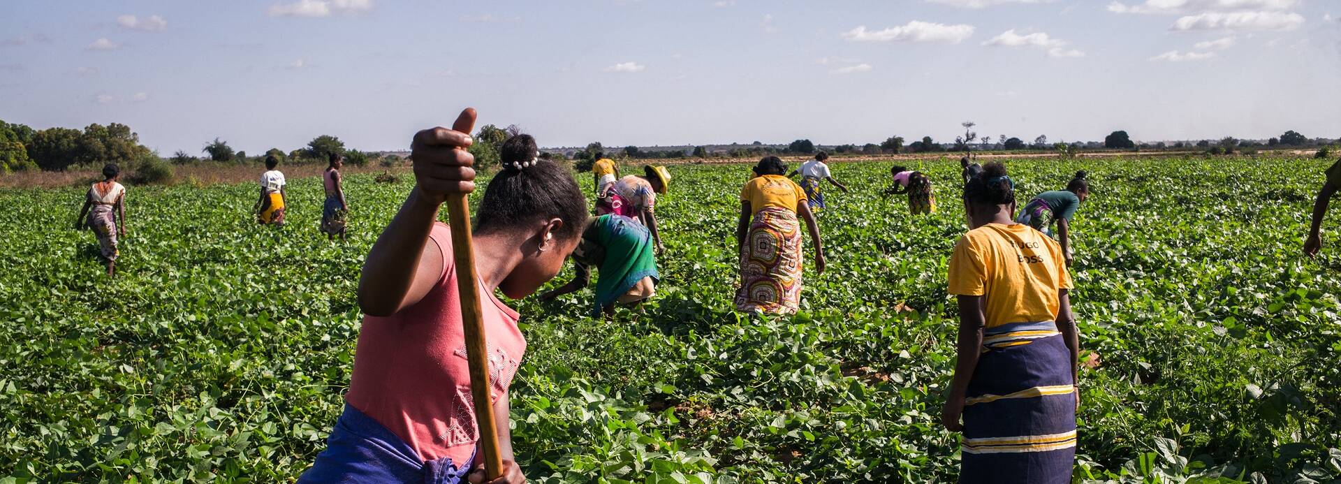 Menschen bewirtschaften ein Feld in Madagaskar.