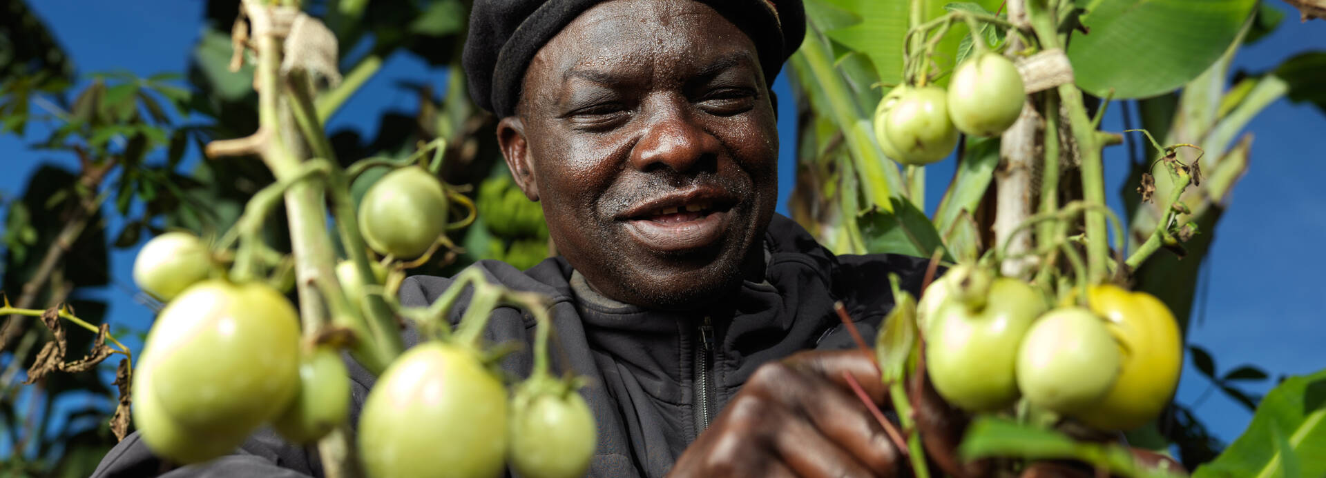 Rodget Ukuna kümmert sich um seine Tomaten, die er neben vielen anderen Gemüsensorten in einem Modellhaus von Aktion gegen Hunger anbaut..