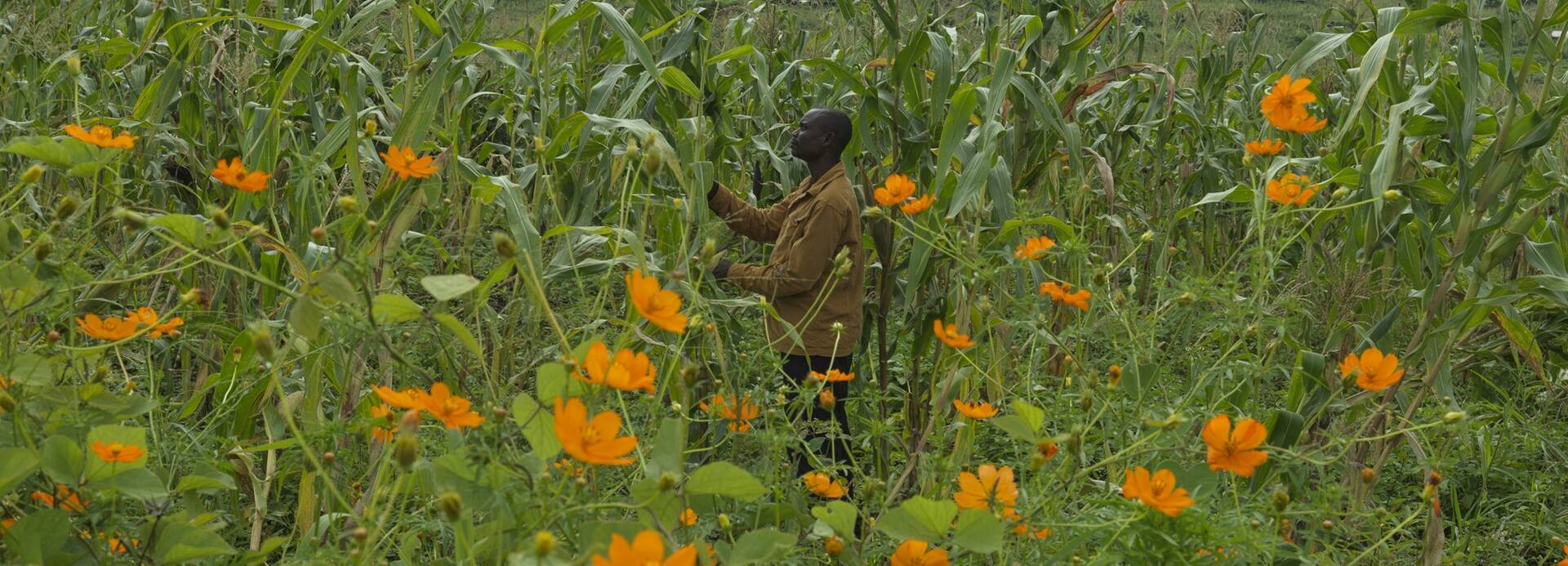 Ein Mann kümmert sich um seinen Mais auf einem Bewässerungsfeld in Uganda.