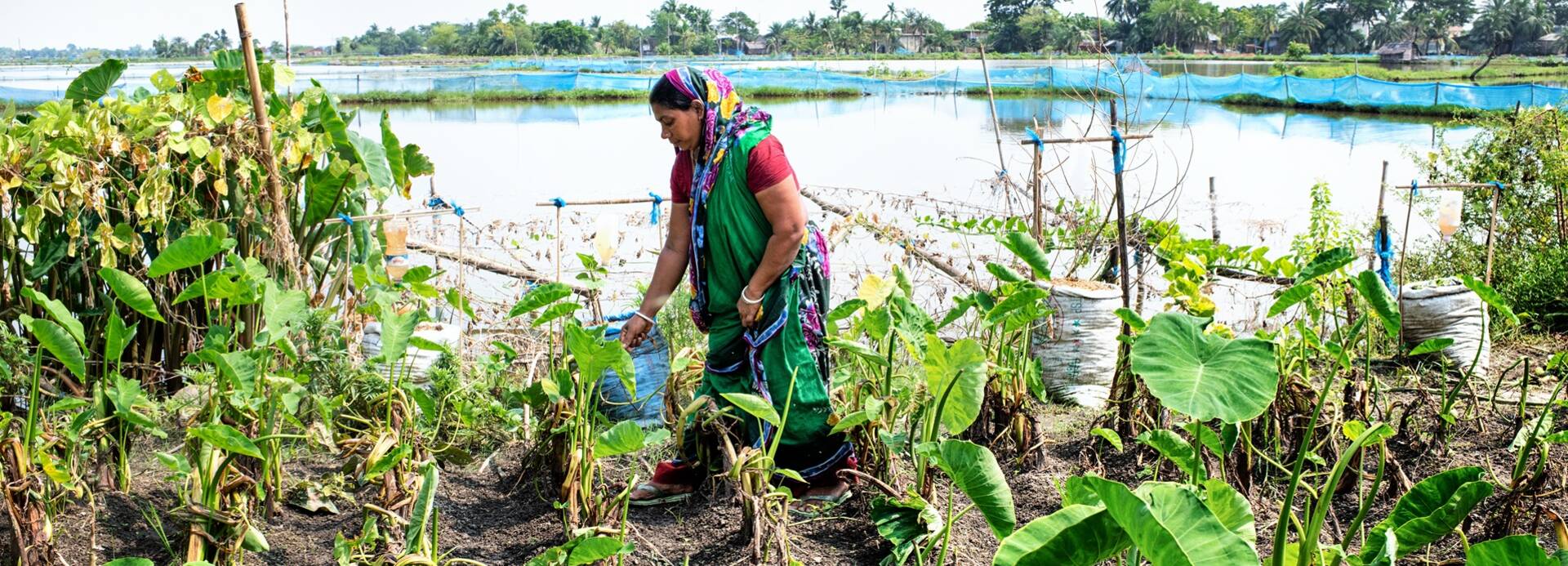 Eine Frau in Bangladesch bestellt das Feld.