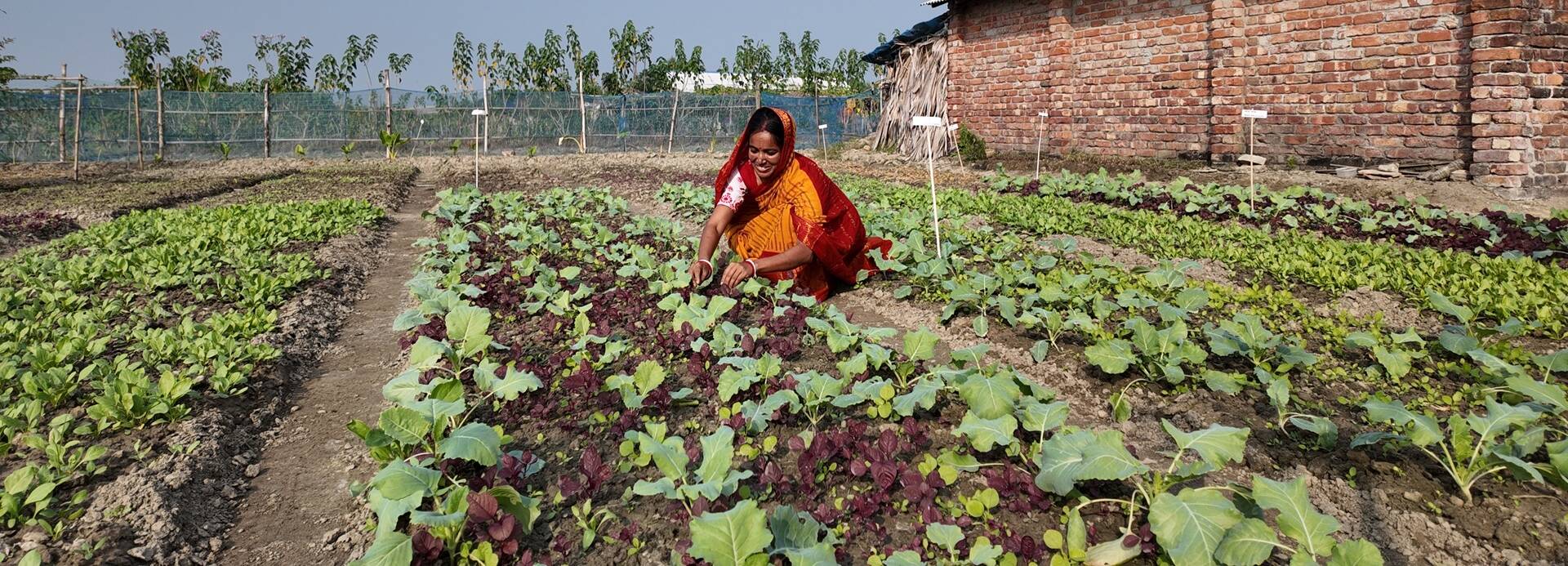 Eine Frau in Bangladesch bestellt das Feld.