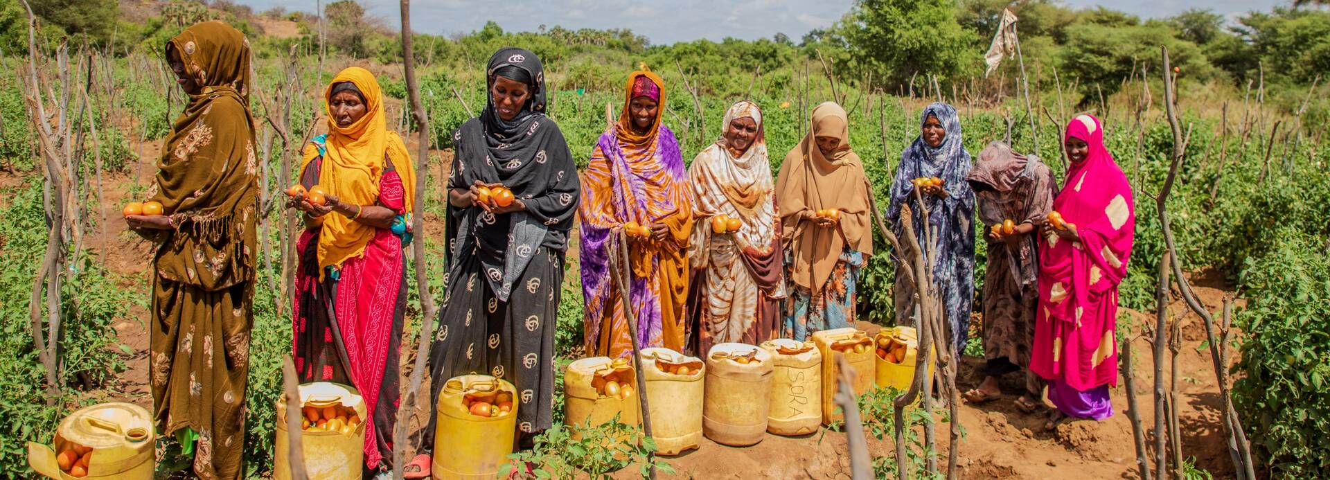 Frauen aus dem Dorf Malkadaka in Kenia betreiben Gartenbau und ernten Tomaten.