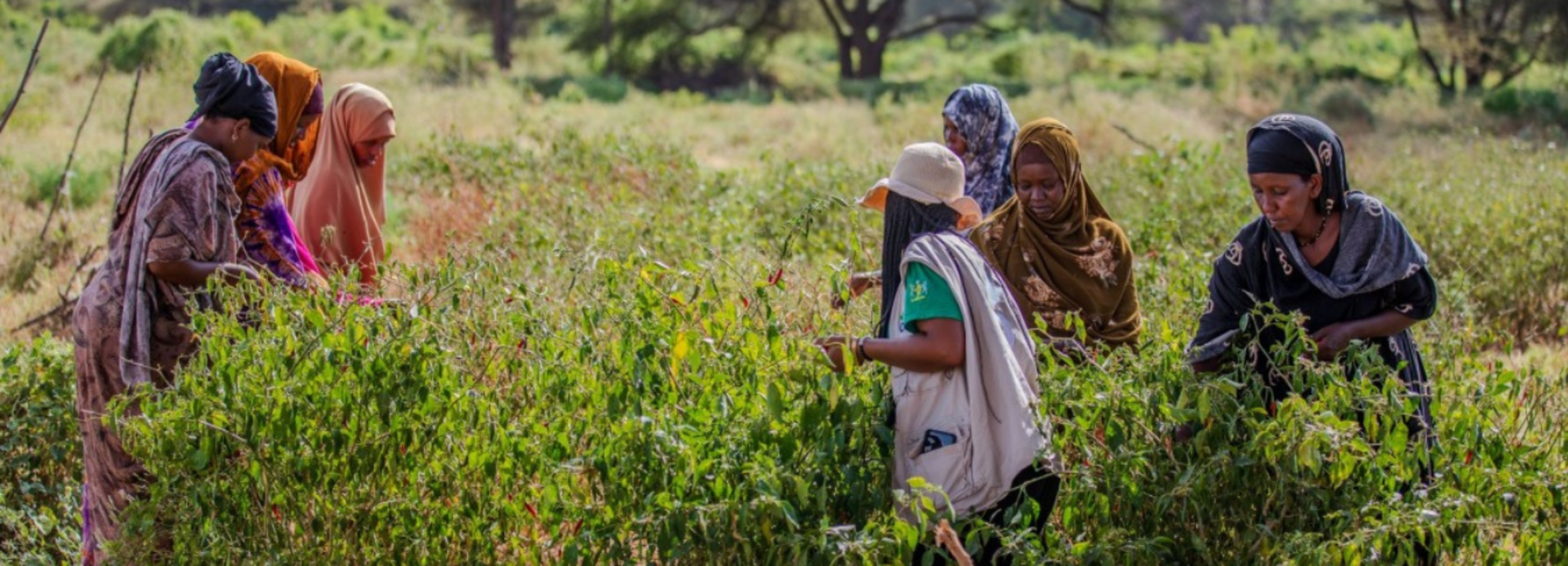 Frauen aus der Gemeinschaft zeigen einer Mitarbeiterin von Aktion gegen den Hunger in Kenia den Erfolg ihres klimaresistenten Anbaus.