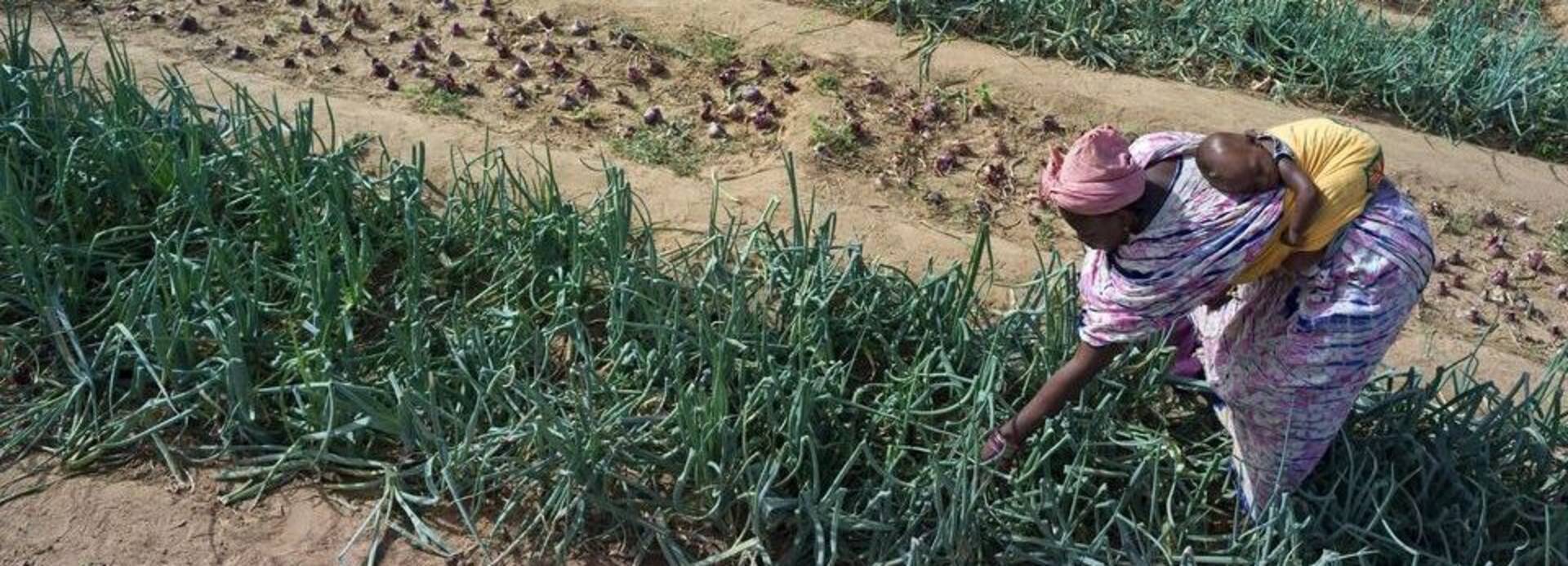 Frau in Uganda arbeitet auf dem Feld mit Kind auf dem Rücken.