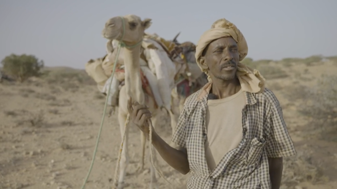 Hirte mit seinen Kamelen