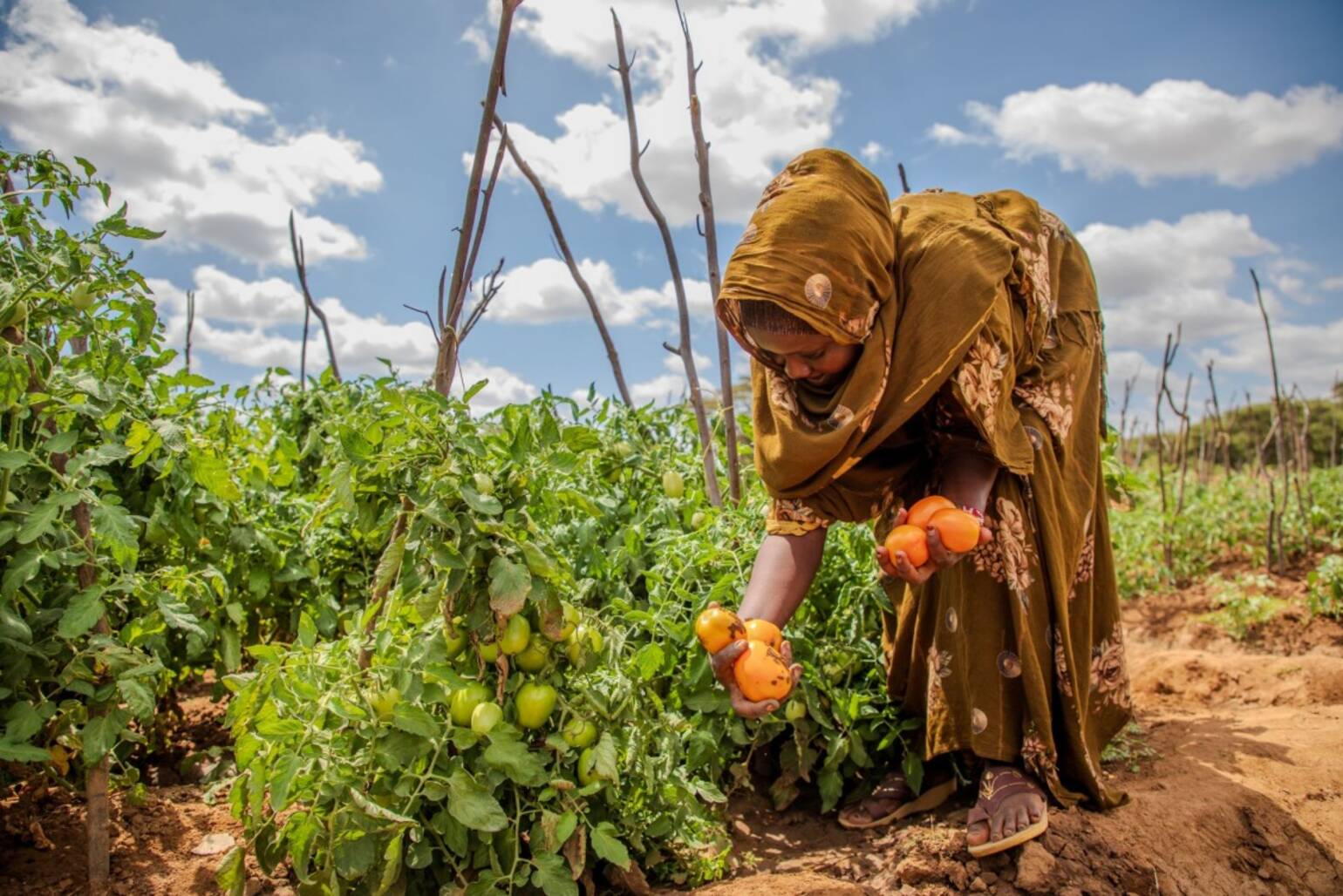 Eine Frau erntet Tomaten.
