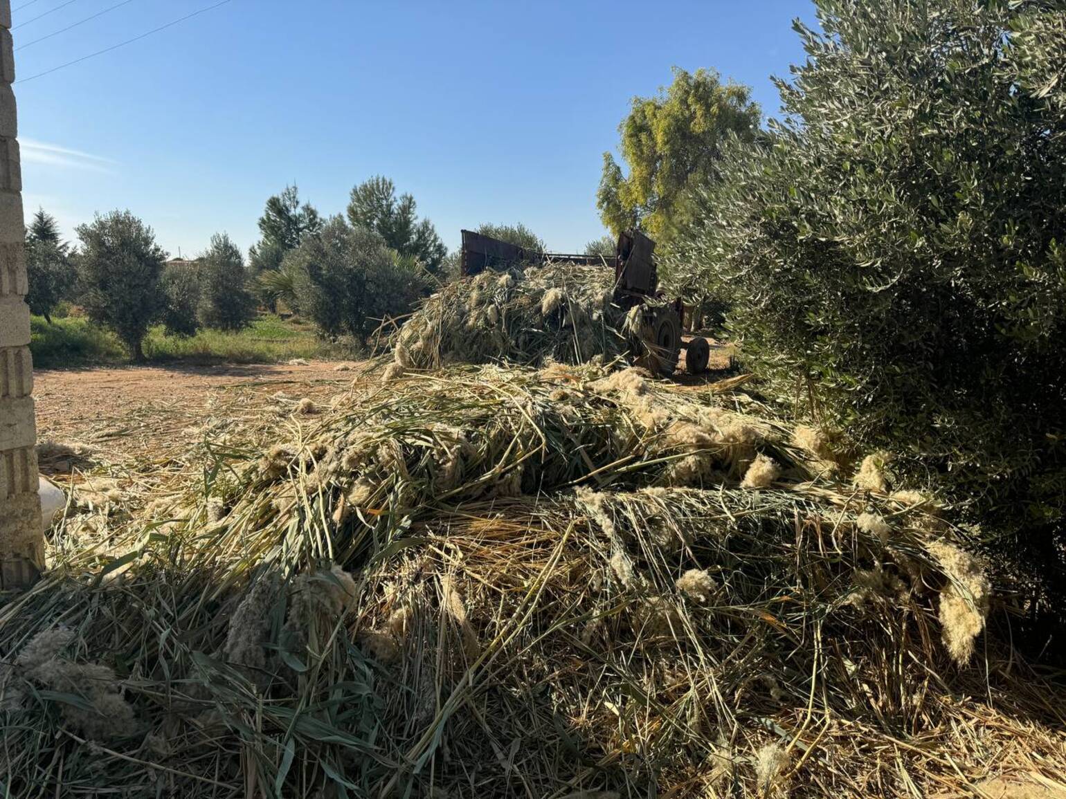 Das invasive Riesenschilf wächst schnell und schädigt den Boden und die Infrastruktur in Syrien.