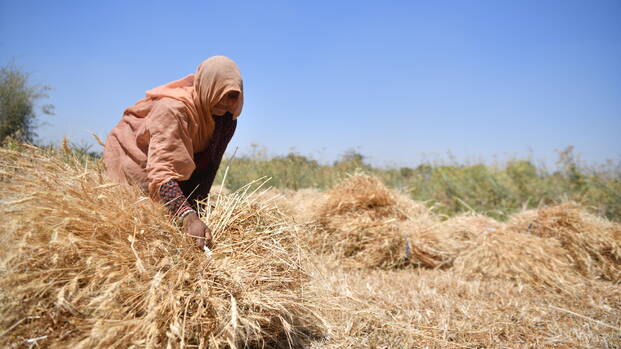 Eine Frau aus Indien sammelt Weizen ein Eine Frau aus Indien sammelt Weizen ein