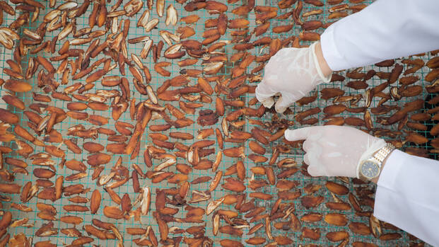 Ameera ordnet Datteln auf ihrer Verarbeitungsanlage, um Dattelpaste herzustellen. Datteln auf einer Anlage zur Verarbeitung von Lebensmitteln: Hände ordnen die Früchte gleichmäßig an.