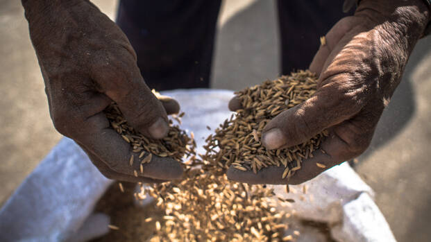 Ein Mann lässt Getreide aus seinen Händen zurück in einen Sack rieseln. Ein Mann lässt Getreide aus seinen Händen zurück in einen Sack rieseln.