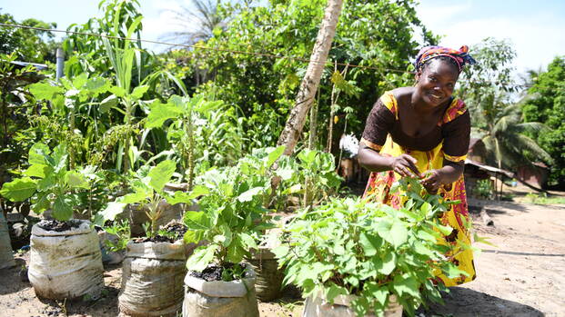 Eine Frau aus Liberia beim Pflegen ihrer Pflanzen für den Gemeindegarten. Eine Frau aus Liberia beim Pflegen ihrer Pflanzen für den Gemeindegarten.