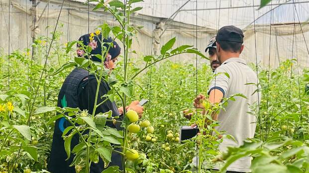Eine Mitarbeiterin von Aktion gegen den Hunger im Gespräch mit zwei Bauern im Gazastreifen in einem Gewächshaus.
