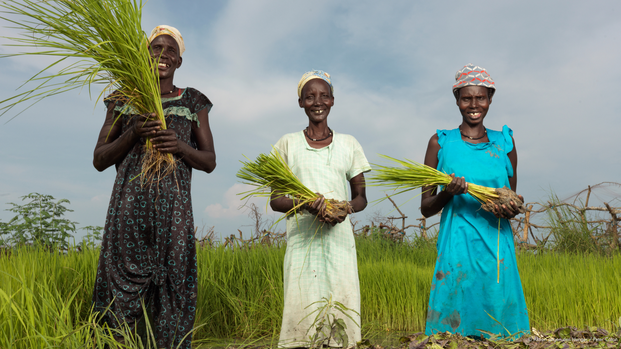 Drei Frauen lächeln nebeneinander in einem Reisfeld stehend in die Kamera und halten Reispflanzen in den Händen.