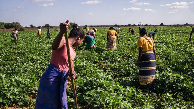 Menschen bewirtschaften ein Feld in Madagaskar.