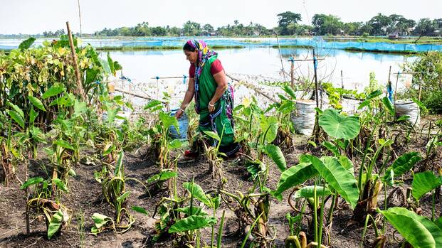 Eine Frau in Bangladesch bestellt das Feld.